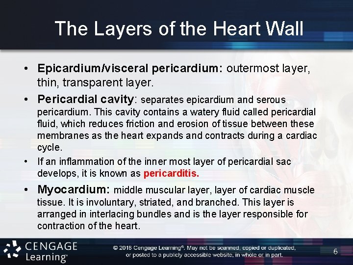 The Layers of the Heart Wall • Epicardium/visceral pericardium: outermost layer, thin, transparent layer.