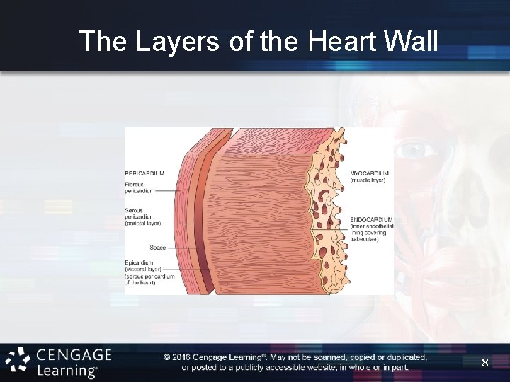 The Layers of the Heart Wall 8 