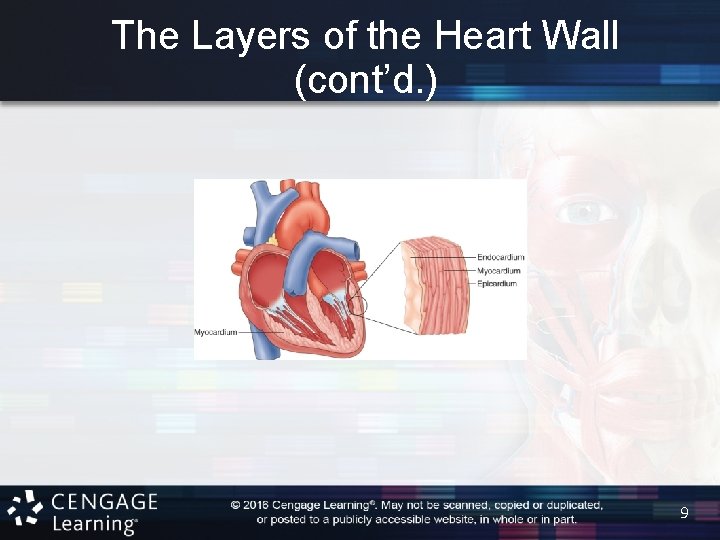 The Layers of the Heart Wall (cont’d. ) 9 