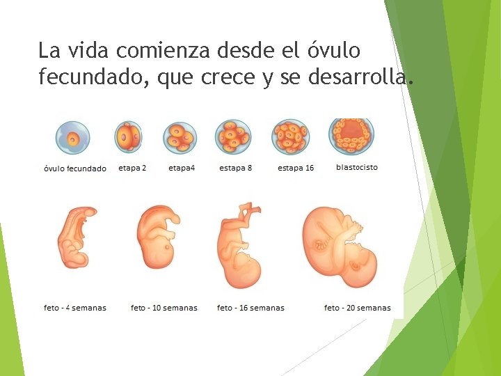 La vida comienza desde el óvulo fecundado, que crece y se desarrolla. 