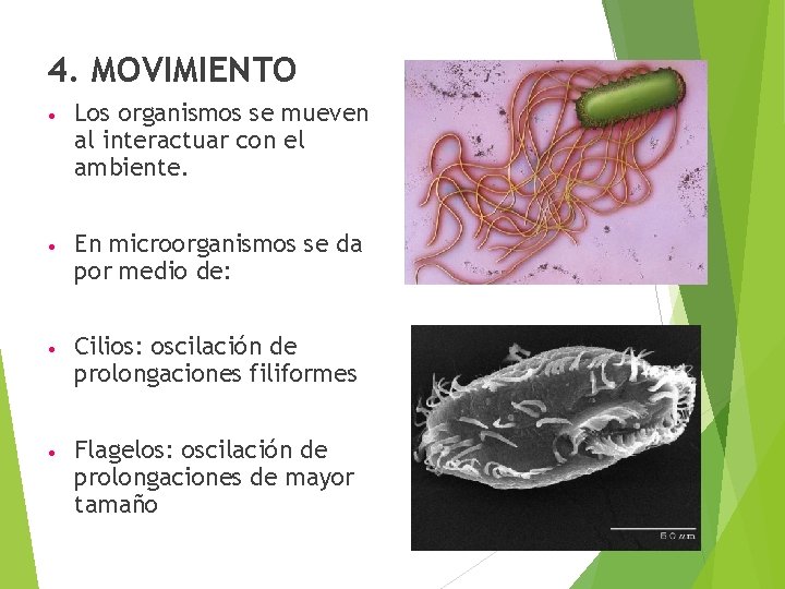 4. MOVIMIENTO • Los organismos se mueven al interactuar con el ambiente. • En