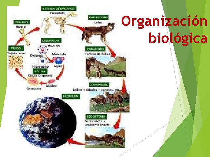 Organización biológica 