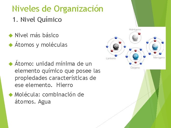 Niveles de Organización 1. Nivel Químico Nivel más básico Átomos y moléculas Átomo: unidad