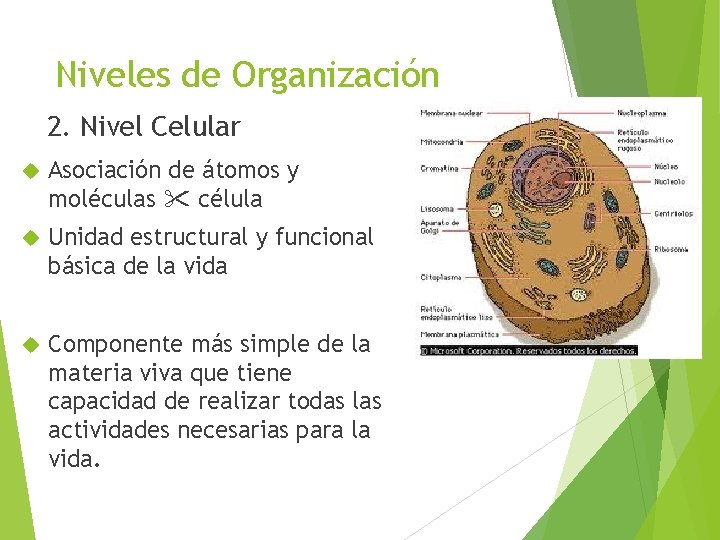 Niveles de Organización 2. Nivel Celular Asociación de átomos y moléculas célula Unidad estructural