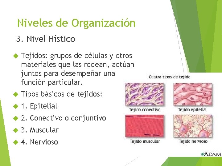 Niveles de Organización 3. Nivel Hístico Tejidos: grupos de células y otros materiales que