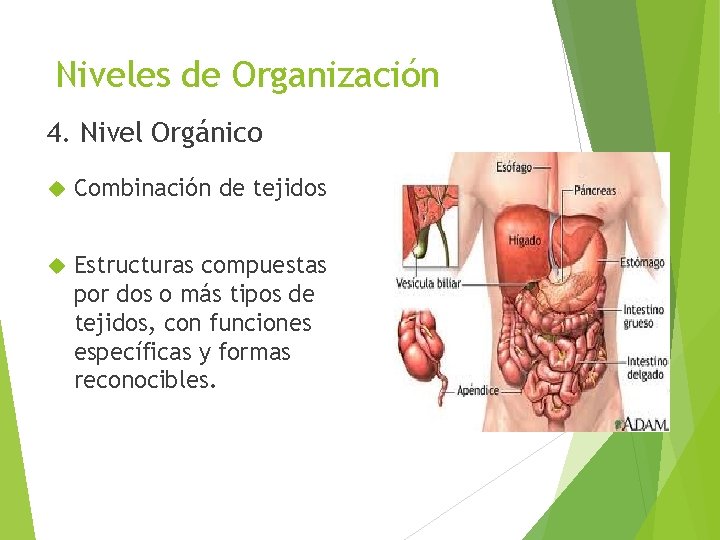 Niveles de Organización 4. Nivel Orgánico Combinación de tejidos Estructuras compuestas por dos o