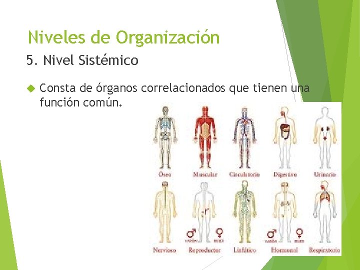 Niveles de Organización 5. Nivel Sistémico Consta de órganos correlacionados que tienen una función