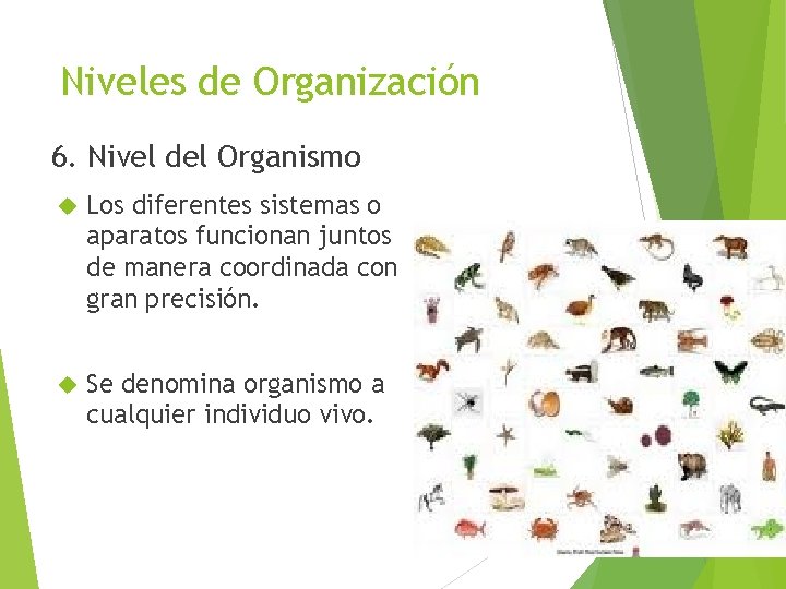 Niveles de Organización 6. Nivel del Organismo Los diferentes sistemas o aparatos funcionan juntos