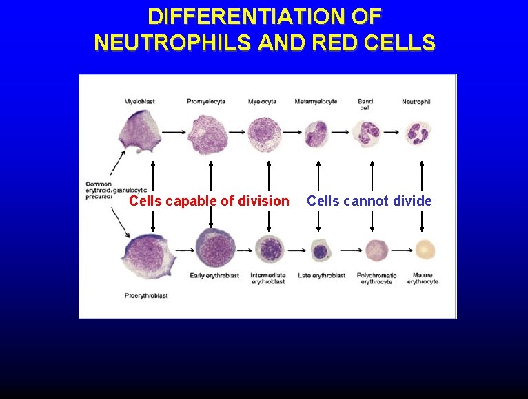 DIFFERENTIATION OF NEUTROPHILS AND RED CELLS Cells capable of division Cells cannot divide 