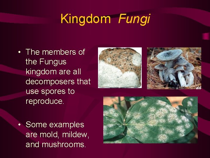 Kingdom Fungi • The members of the Fungus kingdom are all decomposers that use