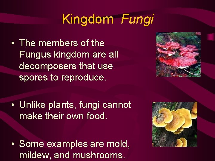 Kingdom Fungi • The members of the Fungus kingdom are all decomposers that use