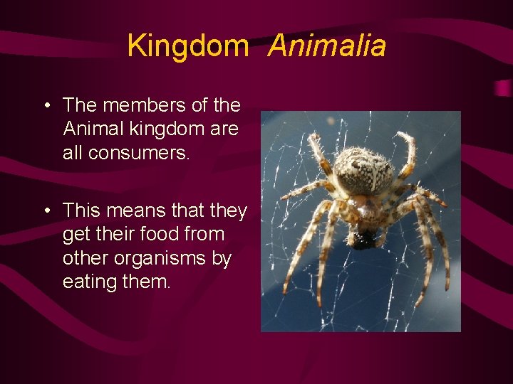 Kingdom Animalia • The members of the Animal kingdom are all consumers. • This
