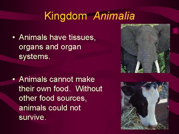 Kingdom Animalia • Animals have tissues, organs and organ systems. • Animals cannot make