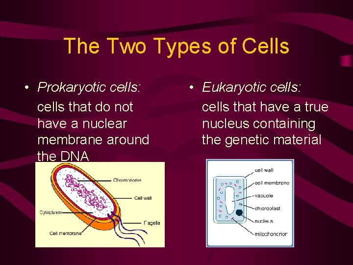 The Two Types of Cells • Prokaryotic cells: cells that do not have a