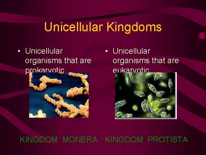 Unicellular Kingdoms • Unicellular organisms that are prokaryotic • Unicellular organisms that are eukaryotic