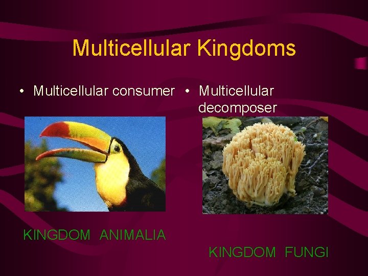 Multicellular Kingdoms • Multicellular consumer • Multicellular decomposer KINGDOM ANIMALIA KINGDOM FUNGI 