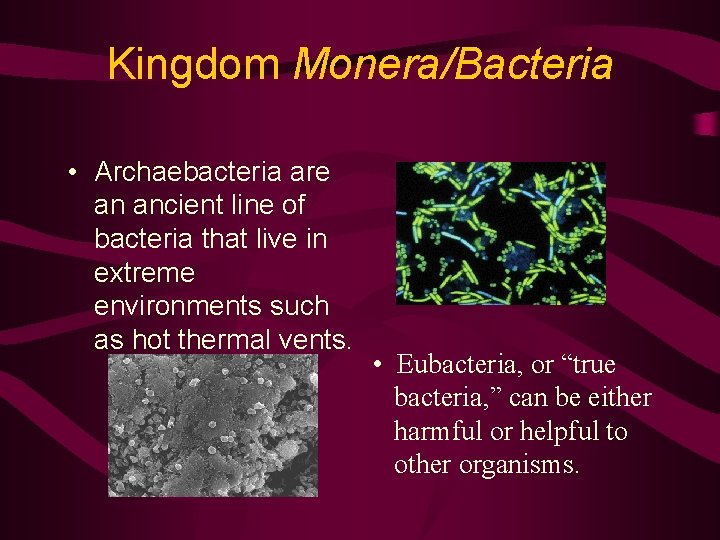 Kingdom Monera/Bacteria • Archaebacteria are an ancient line of bacteria that live in extreme