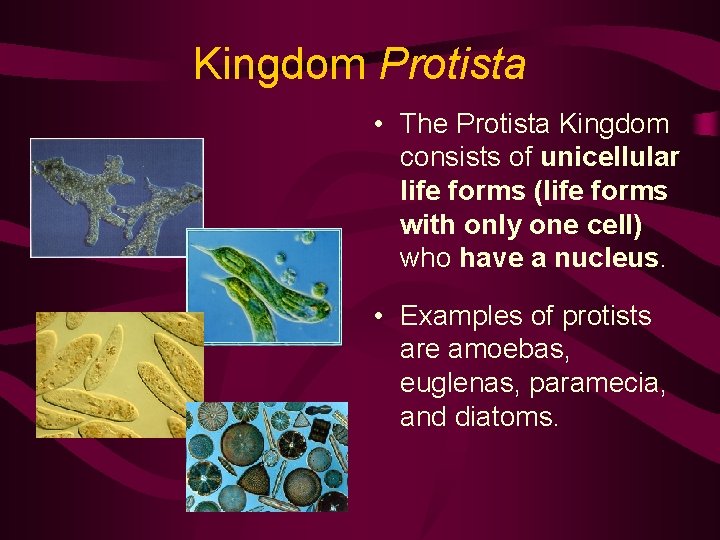 Kingdom Protista • The Protista Kingdom consists of unicellular life forms (life forms with