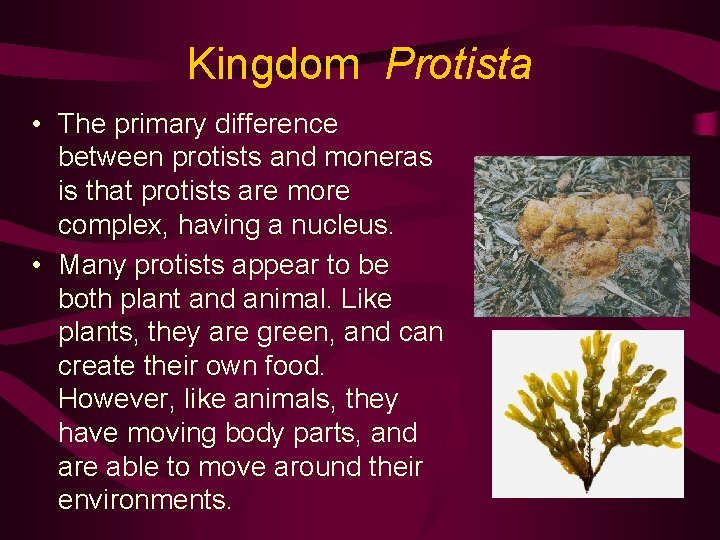 Kingdom Protista • The primary difference between protists and moneras is that protists are