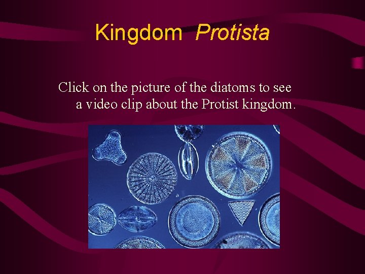 Kingdom Protista Click on the picture of the diatoms to see a video clip