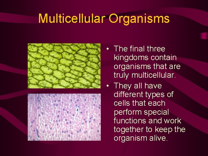 Multicellular Organisms • The final three kingdoms contain organisms that are truly multicellular. •