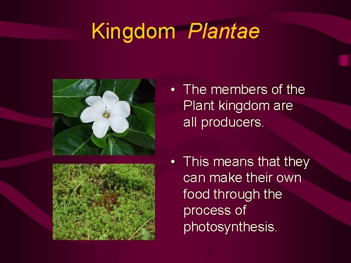Kingdom Plantae • The members of the Plant kingdom are all producers. • This