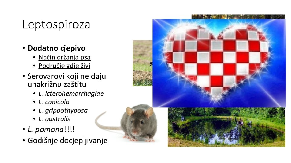 Leptospiroza • Dodatno cjepivo • Način držanja psa • Područje gdje živi • Serovarovi Leptospiroza • Dodatno cjepivo • Način držanja psa • Područje gdje živi • Serovarovi