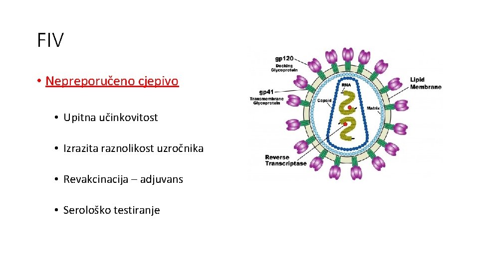 FIV • Nepreporučeno cjepivo • Upitna učinkovitost • Izrazita raznolikost uzročnika • Revakcinacija –