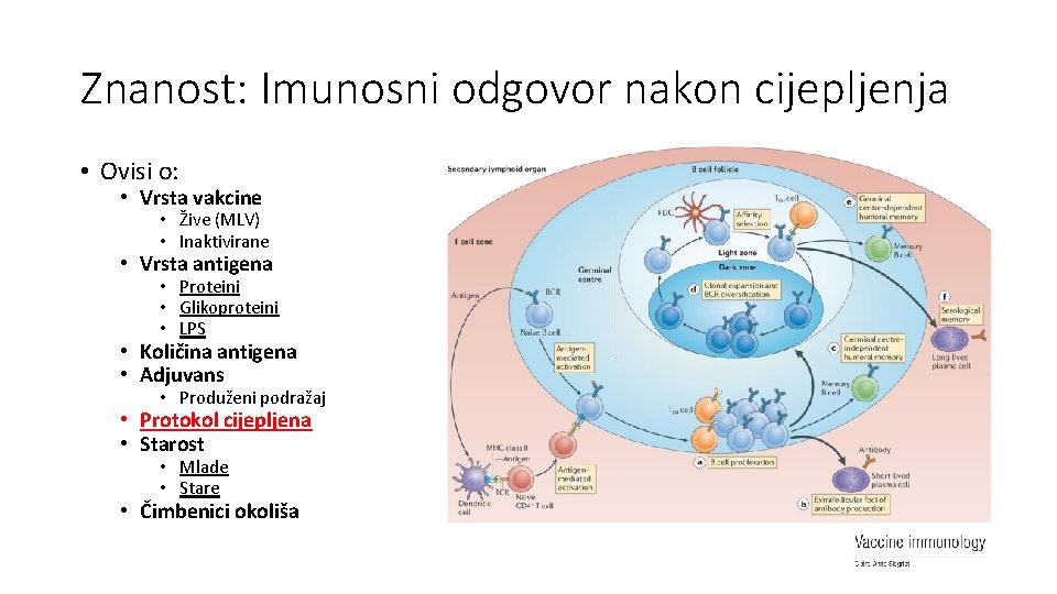 Znanost: Imunosni odgovor nakon cijepljenja • Ovisi o: • Vrsta vakcine • Žive (MLV)