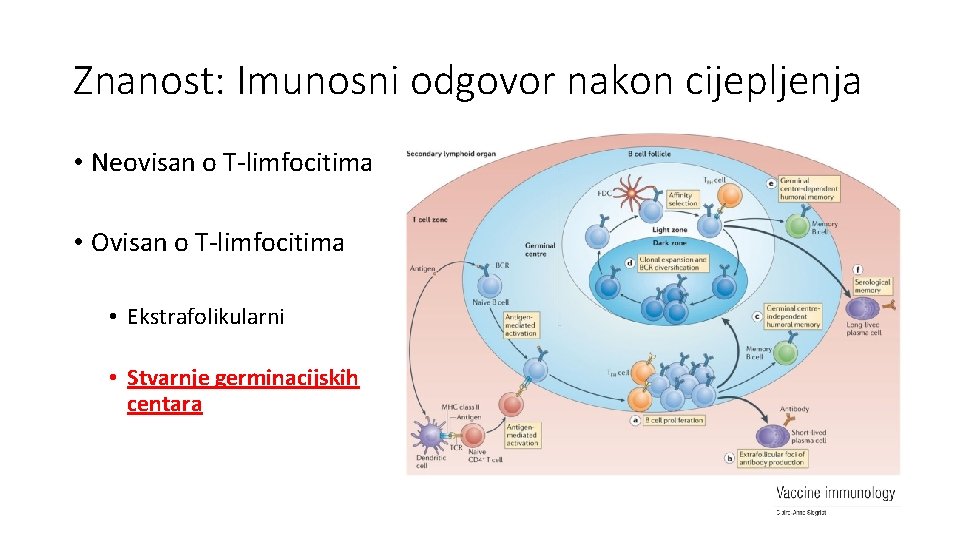 Znanost: Imunosni odgovor nakon cijepljenja • Neovisan o T-limfocitima • Ovisan o T-limfocitima •