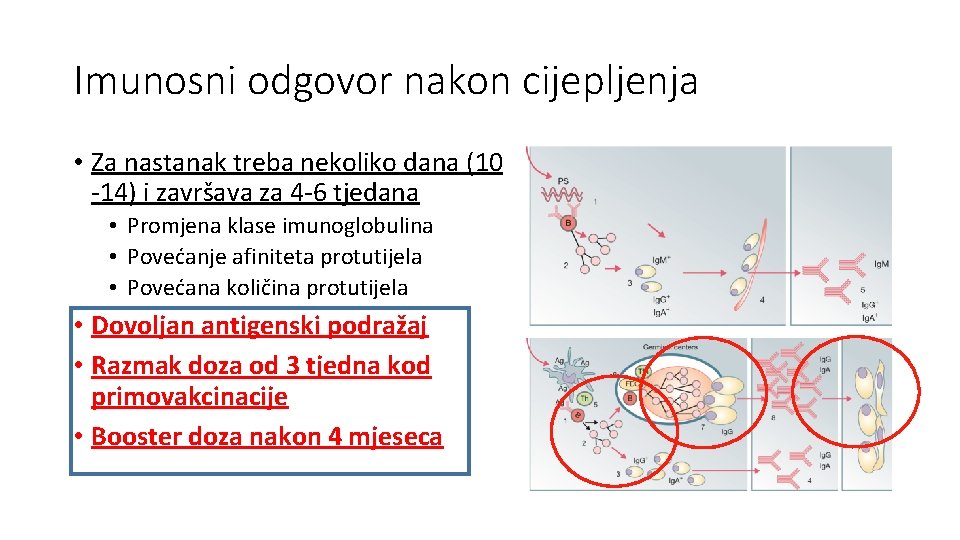 Imunosni odgovor nakon cijepljenja • Za nastanak treba nekoliko dana (10 -14) i završava Imunosni odgovor nakon cijepljenja • Za nastanak treba nekoliko dana (10 -14) i završava