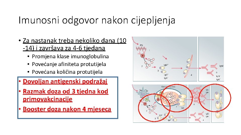 Imunosni odgovor nakon cijepljenja • Za nastanak treba nekoliko dana (10 -14) i završava