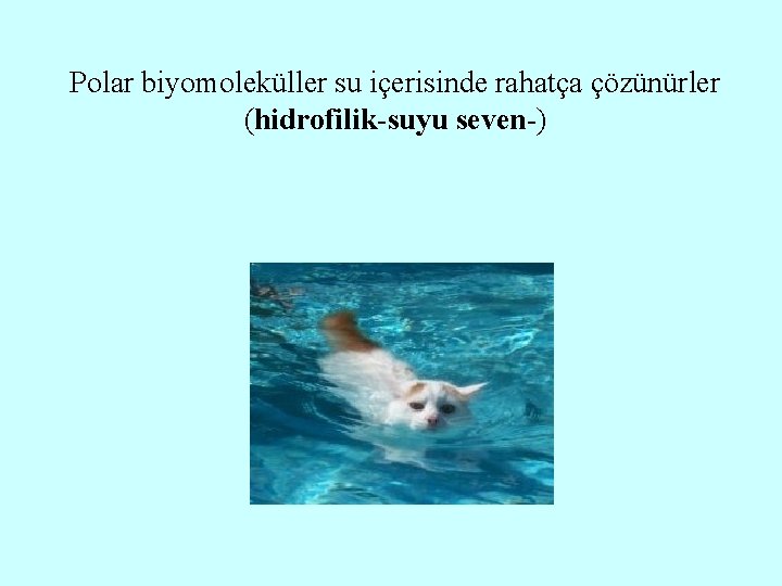 Polar biyomoleküller su içerisinde rahatça çözünürler (hidrofilik-suyu seven-) 