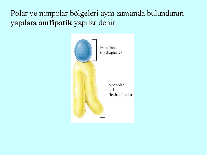 Polar ve nonpolar bölgeleri aynı zamanda bulunduran yapılara amfipatik yapılar denir. 