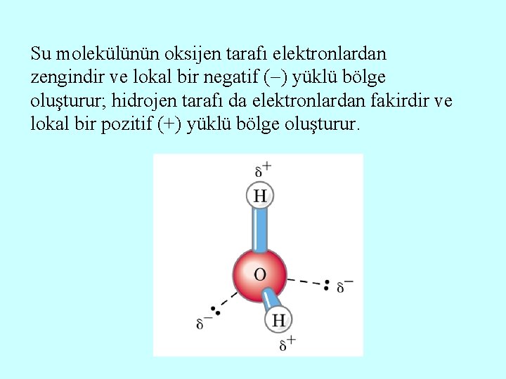 Su molekülünün oksijen tarafı elektronlardan zengindir ve lokal bir negatif ( ) yüklü bölge