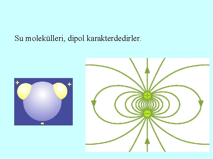 Su molekülleri, dipol karakterdedirler. 