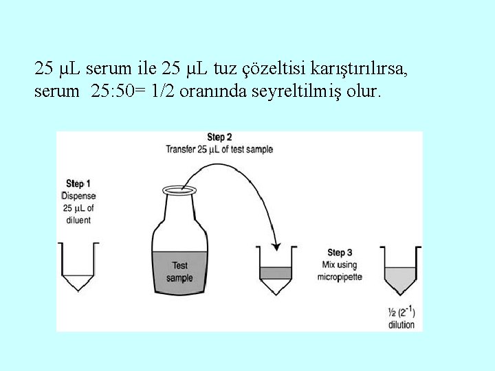 25 µL serum ile 25 µL tuz çözeltisi karıştırılırsa, serum 25: 50= 1/2 oranında