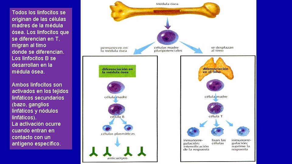 Todos linfocitos se originan de las células madres de la médula ósea. Los linfocitos