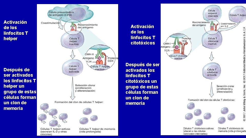 Activación de los linfocitos T helper Después de ser activados linfocitos T helper un