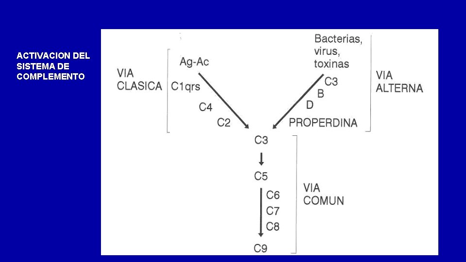 ACTIVACION DEL SISTEMA DE COMPLEMENTO 