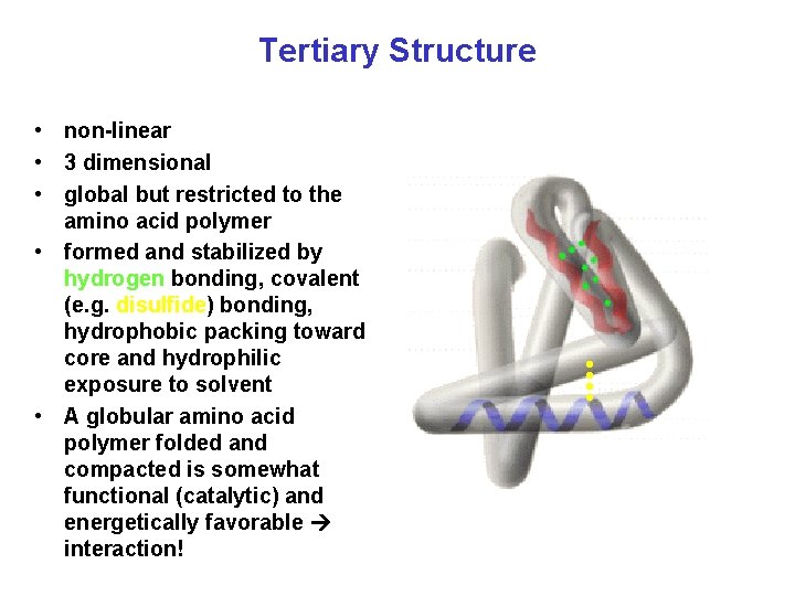 Tertiary Structure • non-linear • 3 dimensional • global but restricted to the amino