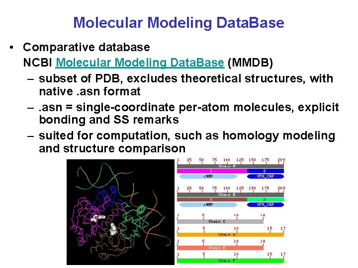 Molecular Modeling Data. Base • Comparative database NCBI Molecular Modeling Data. Base (MMDB) –