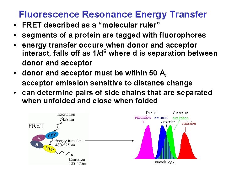 Fluorescence Resonance Energy Transfer • FRET described as a “molecular ruler” • segments of