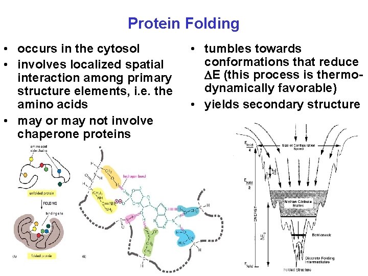 Protein Folding • occurs in the cytosol • involves localized spatial interaction among primary