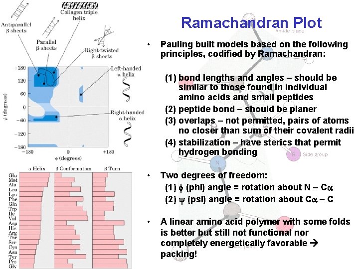 Ramachandran Plot • Pauling built models based on the following principles, codified by Ramachandran: