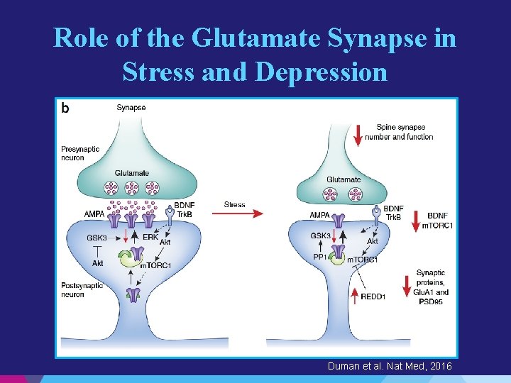 Role of the Glutamate Synapse in Stress and Depression Duman et al. Nat Med,