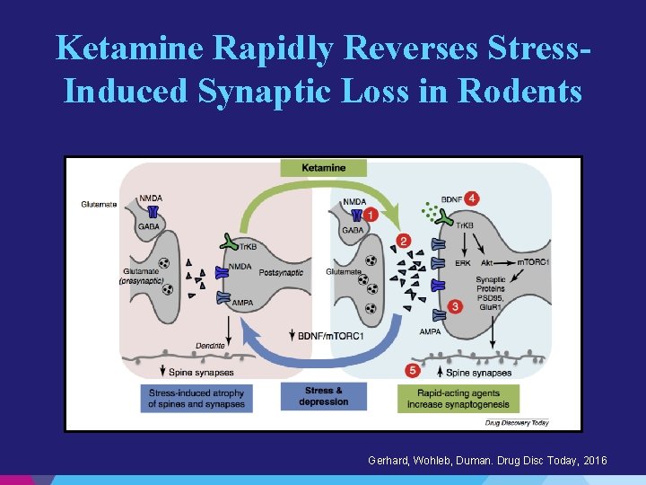 Ketamine Rapidly Reverses Stress. Induced Synaptic Loss in Rodents Gerhard, Wohleb, Duman. Drug Disc