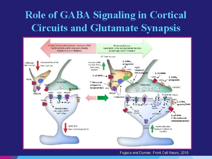 Role of GABA Signaling in Cortical Circuits and Glutamate Synapsis Fogaca and Duman. Front