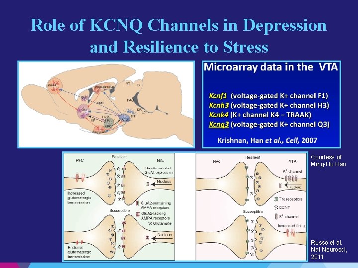 Role of KCNQ Channels in Depression and Resilience to Stress Courtesy of Ming-Hu Han