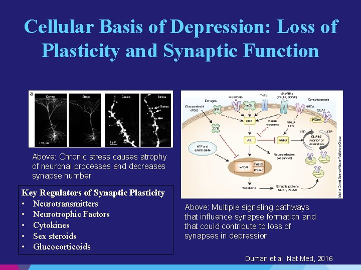 Cellular Basis of Depression: Loss of Plasticity and Synaptic Function Above: Chronic stress causes